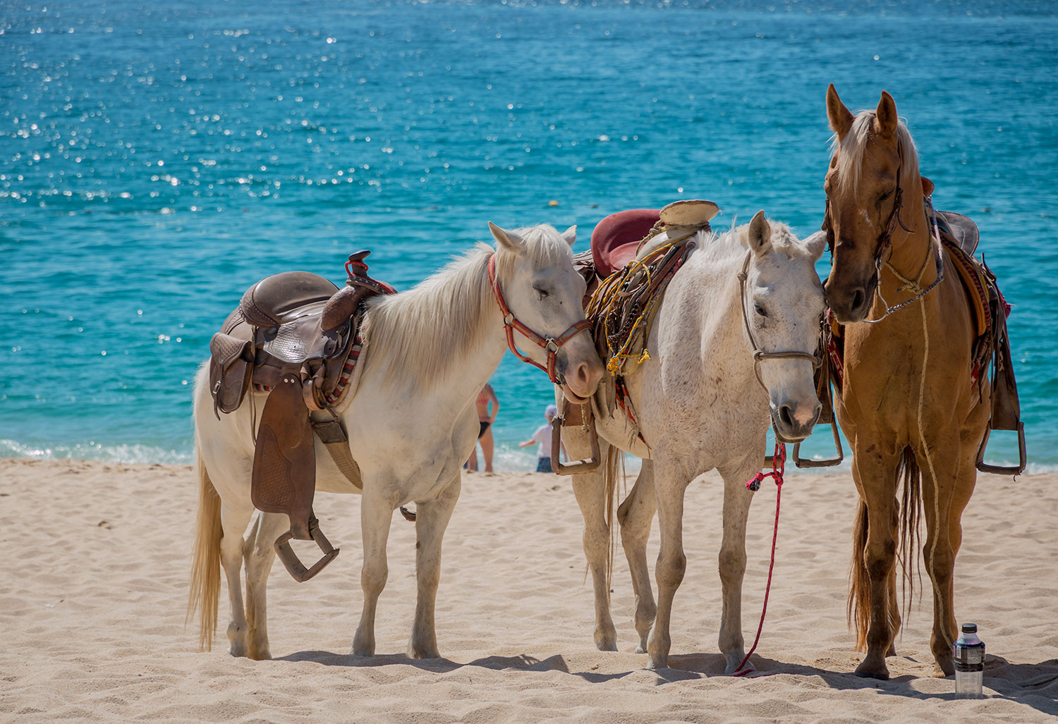 Horseback Riding at Playa Macao